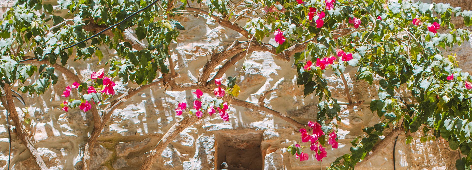 Photo d'un mur recouvert de verdure